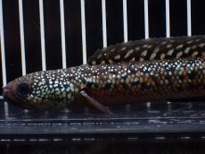画像2: 【淡水魚】【通販】極上個体 No2 スターダストダイヤモンドコウタイ【個体販売】(±15cm)(大型魚・スネークヘッド)(生体)(熱帯魚)NKO (2)