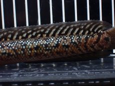 画像3: 【淡水魚】【通販】極上個体 No2 スターダストダイヤモンドコウタイ【個体販売】(±15cm)(大型魚・スネークヘッド)(生体)(熱帯魚)NKO (3)