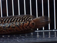 画像4: 【淡水魚】【通販】極上個体 No2 スターダストダイヤモンドコウタイ【個体販売】(±15cm)(大型魚・スネークヘッド)(生体)(熱帯魚)NKO (4)