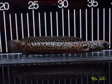 画像5: 【淡水魚】【通販】極上個体 No2 スターダストダイヤモンドコウタイ【個体販売】(±15cm)(大型魚・スネークヘッド)(生体)(熱帯魚)NKO (5)