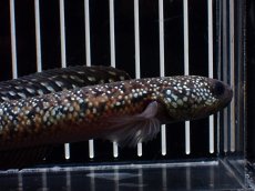 画像6: 【淡水魚】【通販】極上個体 No2 スターダストダイヤモンドコウタイ【個体販売】(±15cm)(大型魚・スネークヘッド)(生体)(熱帯魚)NKO (6)