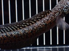 画像7: 【淡水魚】【通販】極上個体 No2 スターダストダイヤモンドコウタイ【個体販売】(±15cm)(大型魚・スネークヘッド)(生体)(熱帯魚)NKO (7)