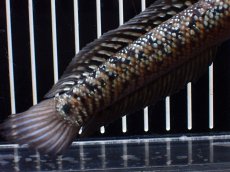 画像8: 【淡水魚】【通販】極上個体 No2 スターダストダイヤモンドコウタイ【個体販売】(±15cm)(大型魚・スネークヘッド)(生体)(熱帯魚)NKO (8)