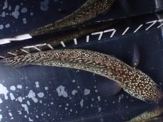 画像9: 【淡水魚】【通販】極上個体 No2 スターダストダイヤモンドコウタイ【個体販売】(±15cm)(大型魚・スネークヘッド)(生体)(熱帯魚)NKO (9)
