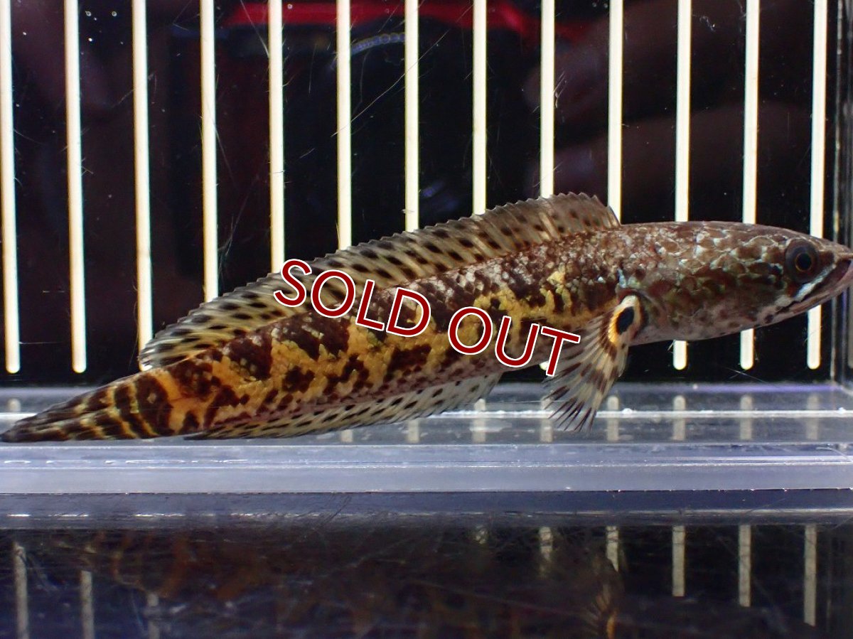 画像1: 【淡水魚】【通販】超激レア No1 ショートボディ バイオレットスネークヘッド【個体販売】(±10cm)(生体)(熱帯魚)NKO (1)