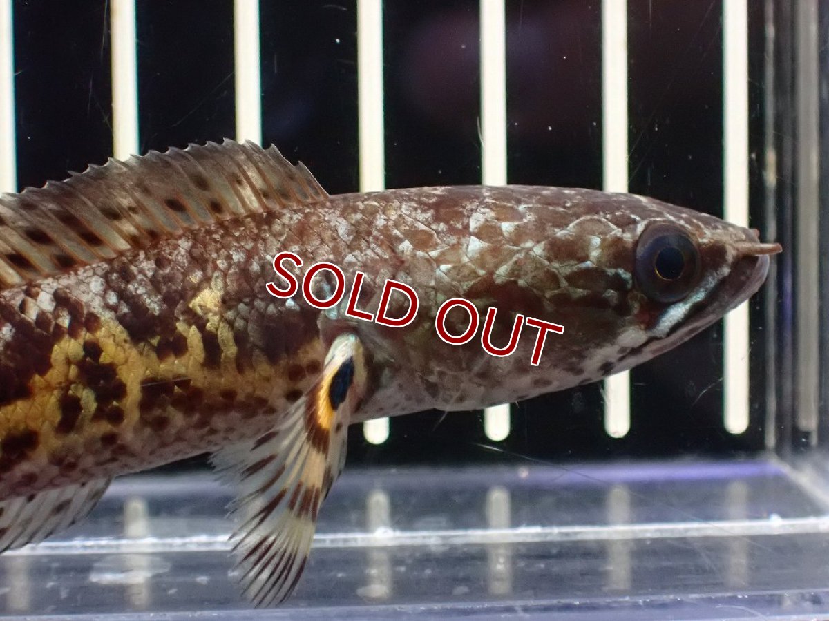 画像2: 【淡水魚】【通販】超激レア No1 ショートボディ バイオレットスネークヘッド【個体販売】(±10cm)(生体)(熱帯魚)NKO (2)