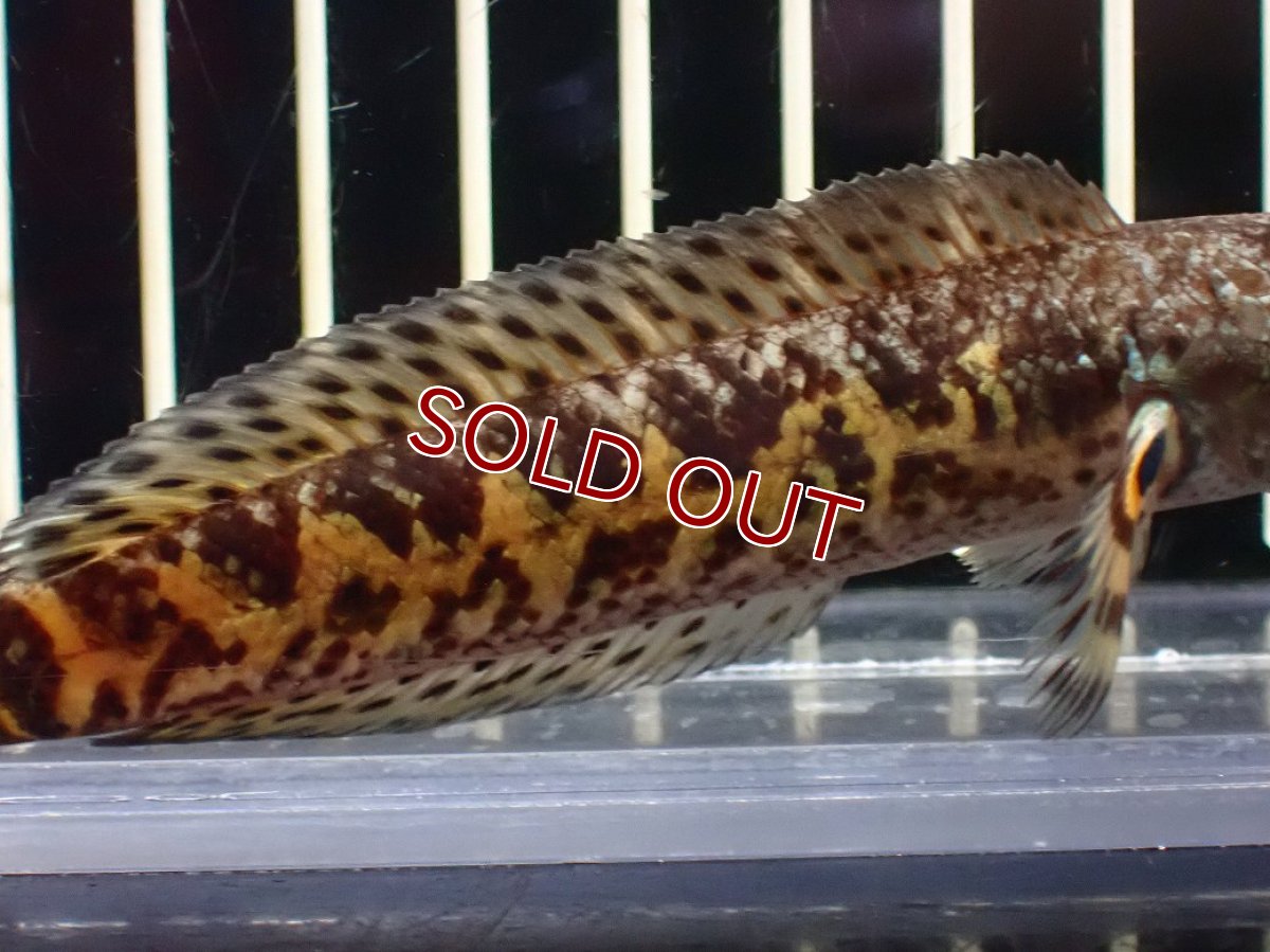 画像3: 【淡水魚】【通販】超激レア No1 ショートボディ バイオレットスネークヘッド【個体販売】(±10cm)(生体)(熱帯魚)NKO (3)