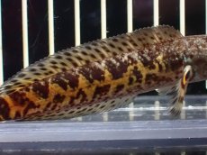画像3: 【淡水魚】【通販】超激レア No1 ショートボディ バイオレットスネークヘッド【個体販売】(±10cm)(生体)(熱帯魚)NKO (3)