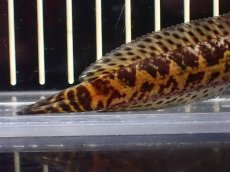画像4: 【淡水魚】【通販】超激レア No1 ショートボディ バイオレットスネークヘッド【個体販売】(±10cm)(生体)(熱帯魚)NKO (4)