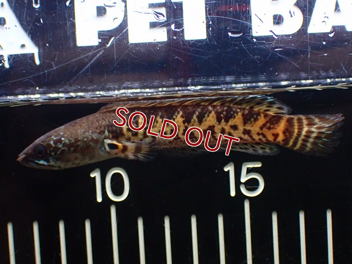 画像5: 【淡水魚】【通販】超激レア No1 ショートボディ バイオレットスネークヘッド【個体販売】(±10cm)(生体)(熱帯魚)NKO (5)