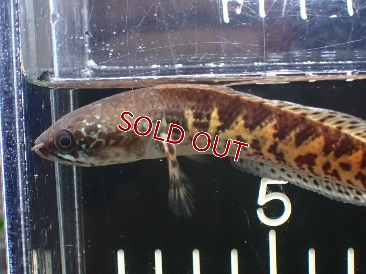 画像6: 【淡水魚】【通販】超激レア No1 ショートボディ バイオレットスネークヘッド【個体販売】(±10cm)(生体)(熱帯魚)NKO (6)