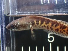 画像6: 【淡水魚】【通販】超激レア No1 ショートボディ バイオレットスネークヘッド【個体販売】(±10cm)(生体)(熱帯魚)NKO (6)