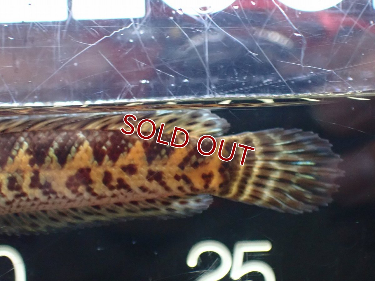 画像7: 【淡水魚】【通販】超激レア No1 ショートボディ バイオレットスネークヘッド【個体販売】(±10cm)(生体)(熱帯魚)NKO (7)