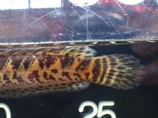 画像7: 【淡水魚】【通販】超激レア No1 ショートボディ バイオレットスネークヘッド【個体販売】(±10cm)(生体)(熱帯魚)NKO (7)