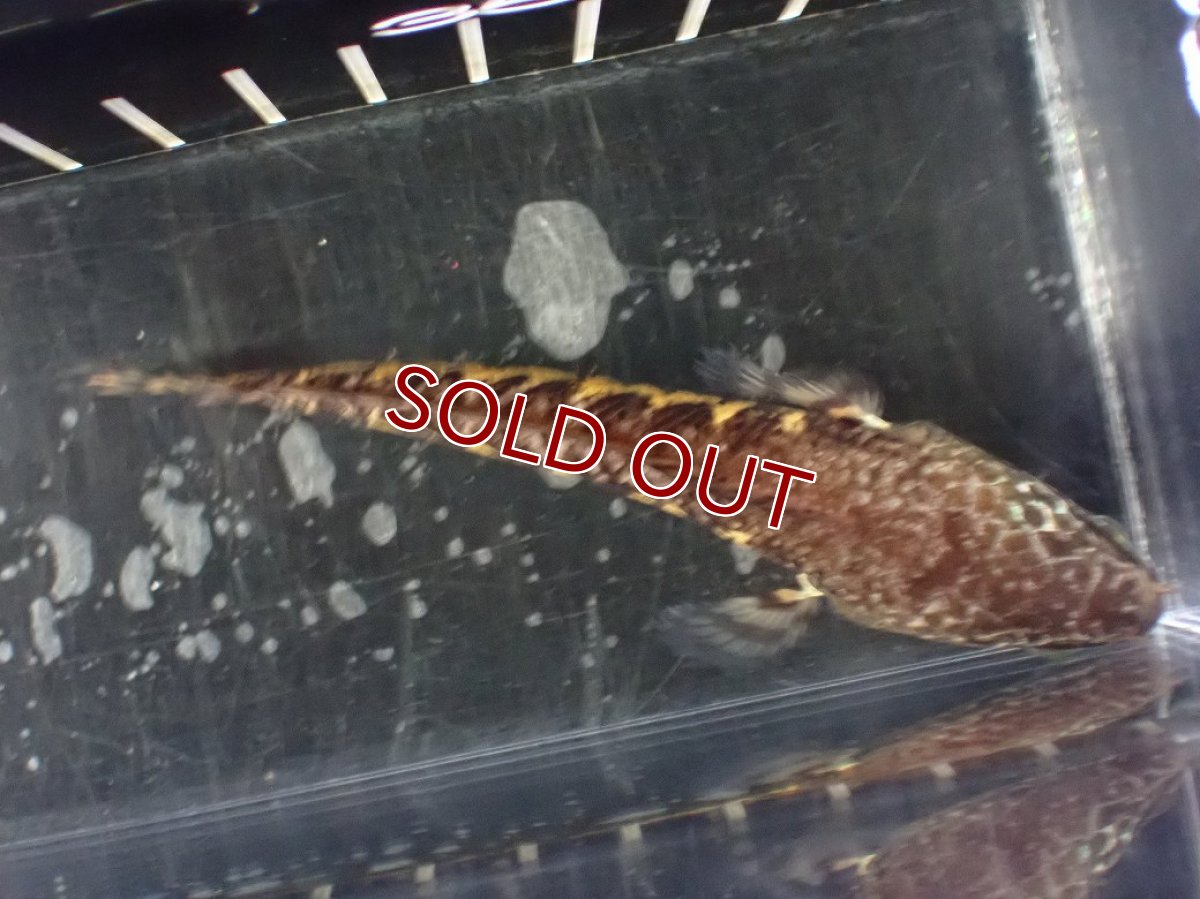 画像8: 【淡水魚】【通販】超激レア No1 ショートボディ バイオレットスネークヘッド【個体販売】(±10cm)(生体)(熱帯魚)NKO (8)