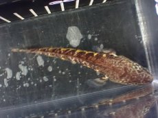 画像8: 【淡水魚】【通販】超激レア No1 ショートボディ バイオレットスネークヘッド【個体販売】(±10cm)(生体)(熱帯魚)NKO (8)