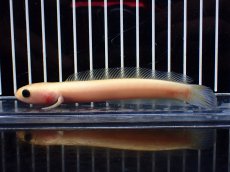 画像1: 【淡水魚】【通販】激レア 爆安 ゴールデンスターダストダイヤモンドコウタイ【個体販売】(±11cm)(生体)(熱帯魚)NKO (1)
