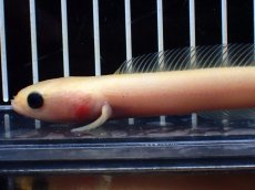 画像2: 【淡水魚】【通販】激レア 爆安 ゴールデンスターダストダイヤモンドコウタイ【個体販売】(±11cm)(生体)(熱帯魚)NKO (2)
