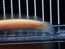 画像4: 【淡水魚】【通販】激レア 爆安 ゴールデンスターダストダイヤモンドコウタイ【個体販売】(±11cm)(生体)(熱帯魚)NKO (4)