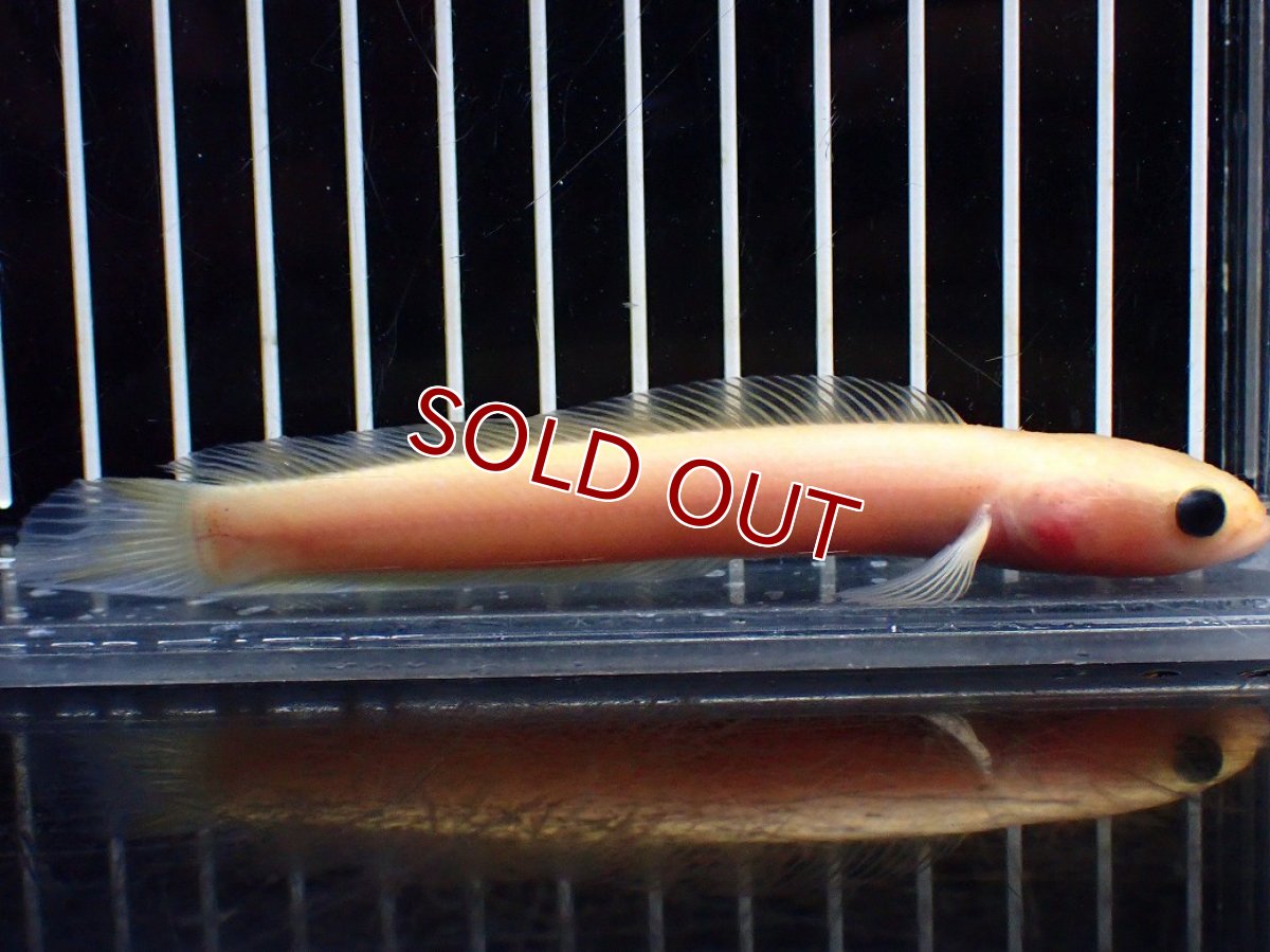 画像5: 【淡水魚】【通販】激レア 爆安 ゴールデンスターダストダイヤモンドコウタイ【個体販売】(±11cm)(生体)(熱帯魚)NKO (5)