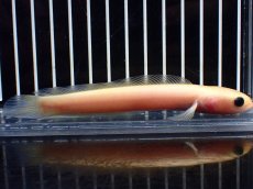 画像5: 【淡水魚】【通販】激レア 爆安 ゴールデンスターダストダイヤモンドコウタイ【個体販売】(±11cm)(生体)(熱帯魚)NKO (5)