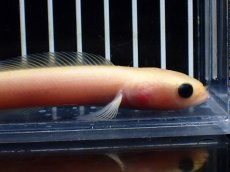 画像6: 【淡水魚】【通販】激レア 爆安 ゴールデンスターダストダイヤモンドコウタイ【個体販売】(±11cm)(生体)(熱帯魚)NKO (6)
