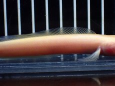 画像7: 【淡水魚】【通販】激レア 爆安 ゴールデンスターダストダイヤモンドコウタイ【個体販売】(±11cm)(生体)(熱帯魚)NKO (7)