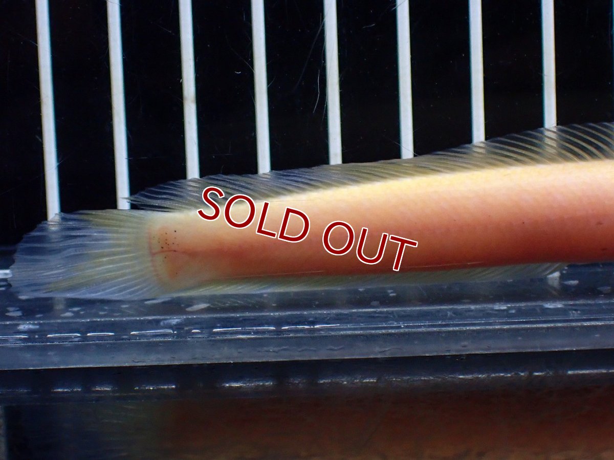 画像8: 【淡水魚】【通販】激レア 爆安 ゴールデンスターダストダイヤモンドコウタイ【個体販売】(±11cm)(生体)(熱帯魚)NKO (8)