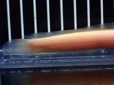 画像8: 【淡水魚】【通販】激レア 爆安 ゴールデンスターダストダイヤモンドコウタイ【個体販売】(±11cm)(生体)(熱帯魚)NKO (8)