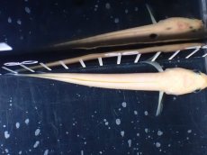 画像9: 【淡水魚】【通販】激レア 爆安 ゴールデンスターダストダイヤモンドコウタイ【個体販売】(±11cm)(生体)(熱帯魚)NKO (9)