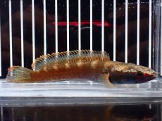 画像1: 【淡水魚】【通販】アイズファイヤースネークヘッド【個体販売】(±10cm)(大型魚・スネークヘッド)(生体)(熱帯魚)NKO (1)