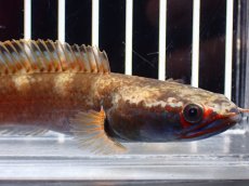 画像2: 【淡水魚】【通販】アイズファイヤースネークヘッド【個体販売】(±10cm)(大型魚・スネークヘッド)(生体)(熱帯魚)NKO (2)