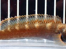 画像3: 【淡水魚】【通販】アイズファイヤースネークヘッド【個体販売】(±10cm)(大型魚・スネークヘッド)(生体)(熱帯魚)NKO (3)