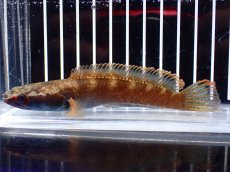 画像5: 【淡水魚】【通販】アイズファイヤースネークヘッド【個体販売】(±10cm)(大型魚・スネークヘッド)(生体)(熱帯魚)NKO (5)