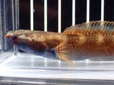 画像6: 【淡水魚】【通販】アイズファイヤースネークヘッド【個体販売】(±10cm)(大型魚・スネークヘッド)(生体)(熱帯魚)NKO (6)