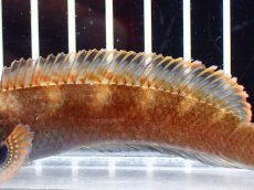 画像7: 【淡水魚】【通販】アイズファイヤースネークヘッド【個体販売】(±10cm)(大型魚・スネークヘッド)(生体)(熱帯魚)NKO (7)