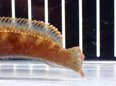画像8: 【淡水魚】【通販】アイズファイヤースネークヘッド【個体販売】(±10cm)(大型魚・スネークヘッド)(生体)(熱帯魚)NKO (8)