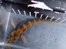 画像9: 【淡水魚】【通販】アイズファイヤースネークヘッド【個体販売】(±10cm)(大型魚・スネークヘッド)(生体)(熱帯魚)NKO (9)