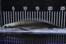 画像1: 【淡水魚】【通販】特価 証明書付き イエローマルリオイデス センタルン湖【個体販売】(±25cm)大型魚・スネークヘッド(生体)(熱帯魚)NKO (1)