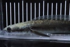 画像2: 【淡水魚】【通販】特価 証明書付き イエローマルリオイデス センタルン湖【個体販売】(±25cm)大型魚・スネークヘッド(生体)(熱帯魚)NKO (2)
