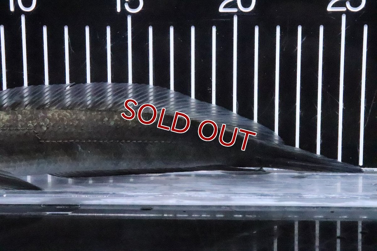 画像3: 【淡水魚】【通販】訳あり 爆安 証明書付 イエローマルリオイデス センタルン湖【1匹 サンプル画像】(±20cm)(生体)(熱帯魚)NKO (3)