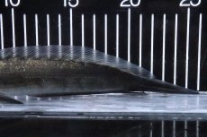 画像3: 【淡水魚】【通販】特価 証明書付き イエローマルリオイデス センタルン湖【個体販売】(±25cm)大型魚・スネークヘッド(生体)(熱帯魚)NKO (3)