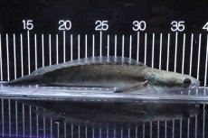 画像4: 【淡水魚】【通販】特価 証明書付き イエローマルリオイデス センタルン湖【個体販売】(±25cm)大型魚・スネークヘッド(生体)(熱帯魚)NKO (4)