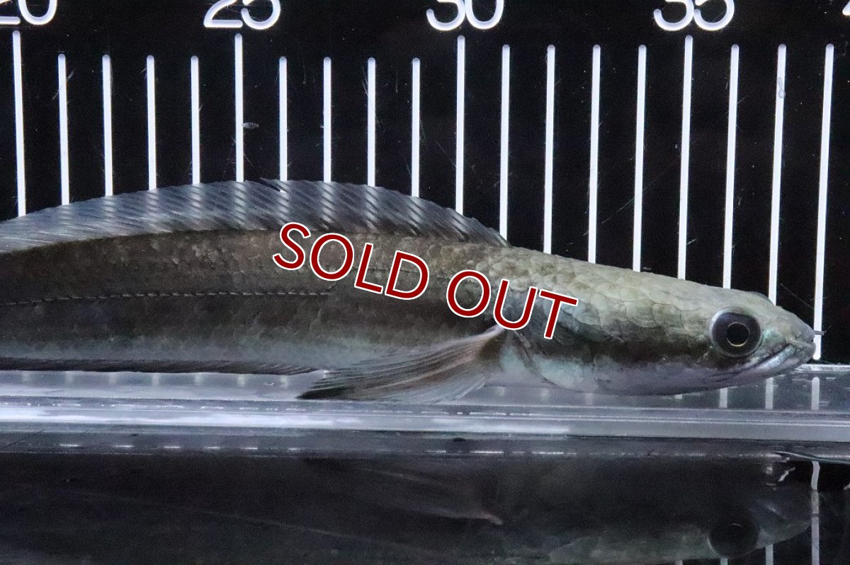 画像5: 【淡水魚】【通販】訳あり 爆安 証明書付 イエローマルリオイデス センタルン湖【1匹 サンプル画像】(±20cm)(生体)(熱帯魚)NKO (5)