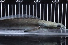画像5: 【淡水魚】【通販】特価 証明書付き イエローマルリオイデス センタルン湖【個体販売】(±25cm)大型魚・スネークヘッド(生体)(熱帯魚)NKO (5)