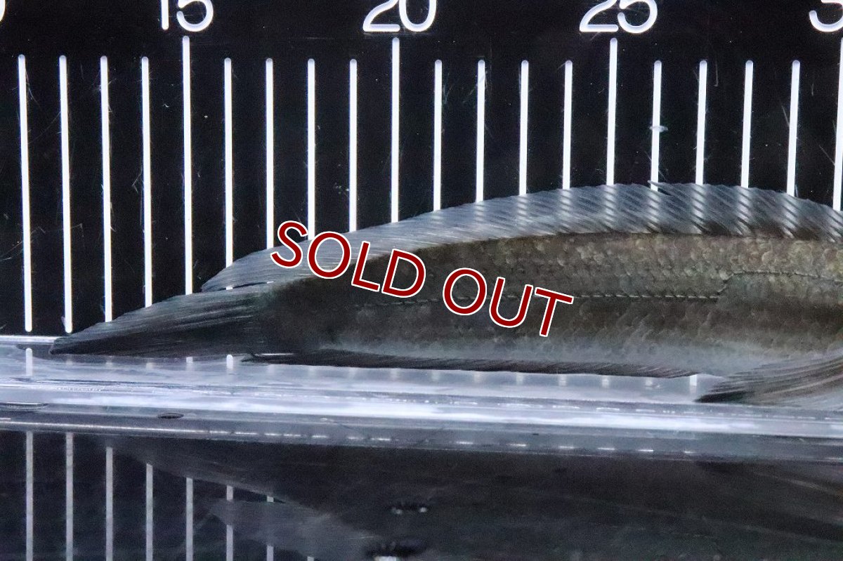 画像6: 【淡水魚】【通販】訳あり 爆安 証明書付 イエローマルリオイデス センタルン湖【1匹 サンプル画像】(±20cm)(生体)(熱帯魚)NKO (6)