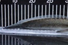 画像6: 【淡水魚】【通販】特価 証明書付き イエローマルリオイデス センタルン湖【個体販売】(±25cm)大型魚・スネークヘッド(生体)(熱帯魚)NKO (6)