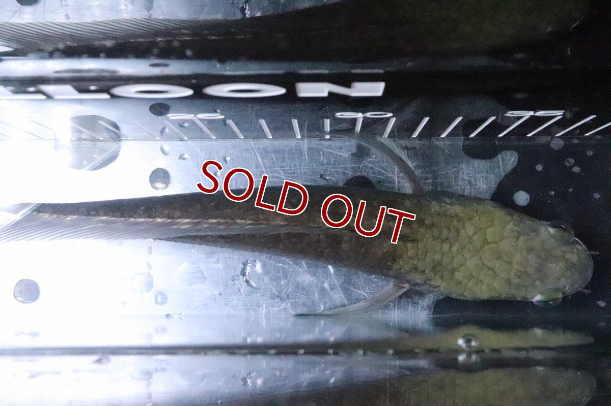 画像7: 【淡水魚】【通販】訳あり 爆安 証明書付 イエローマルリオイデス センタルン湖【1匹 サンプル画像】(±20cm)(生体)(熱帯魚)NKO (7)