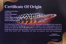 画像8: 【淡水魚】【通販】特価 証明書付き イエローマルリオイデス センタルン湖【個体販売】(±25cm)大型魚・スネークヘッド(生体)(熱帯魚)NKO (8)