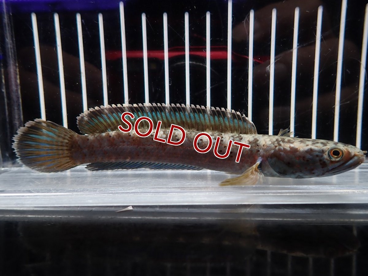 画像1: 【淡水魚】【通販】No1 チャンナ sp パルダリス(ブルームーンギャラクシースネークヘッド)【個体販売】(大型魚)(生体)(熱帯魚)NKO (1)